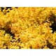 Берберис ( Berberis thunbergii Aurea) Берберис ( Berberis thunbergii Aurea)